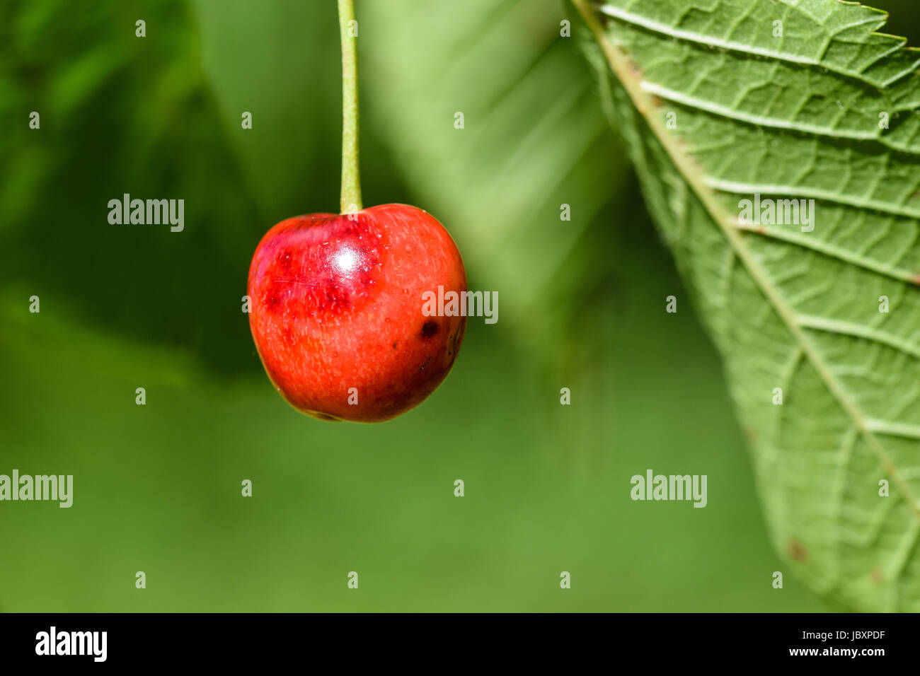 Ripening wild cherry Stock Photo Alamy
