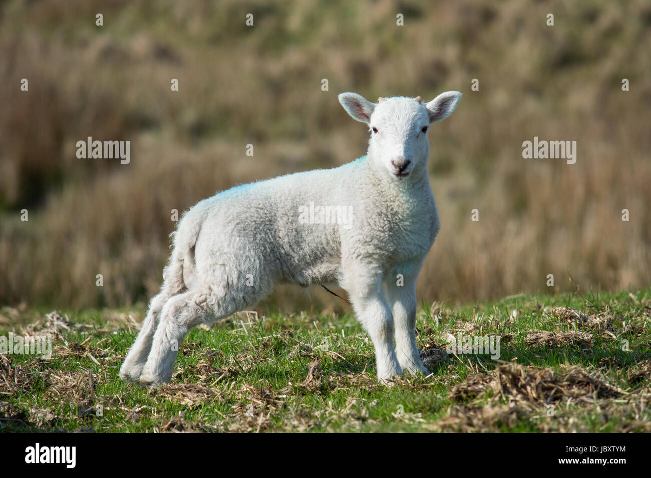 Lamb with horns hires stock photography and images Alamy