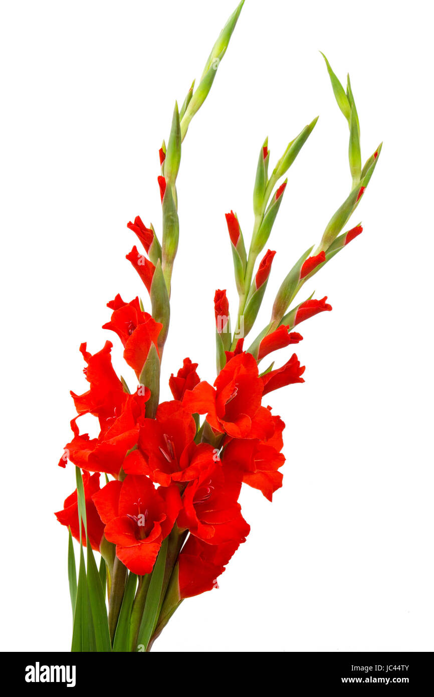 red gladiolus flowers Stock Photo Alamy