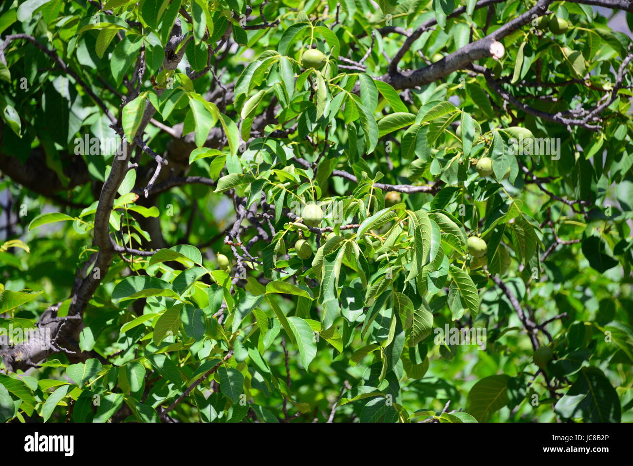 walnut tree spain Stock Photo Alamy