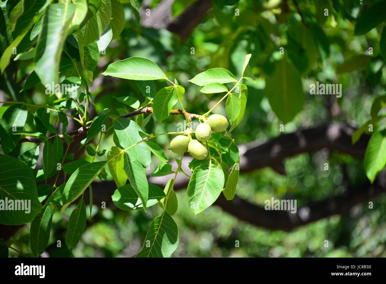 walnut tree spain Stock Photo Alamy
