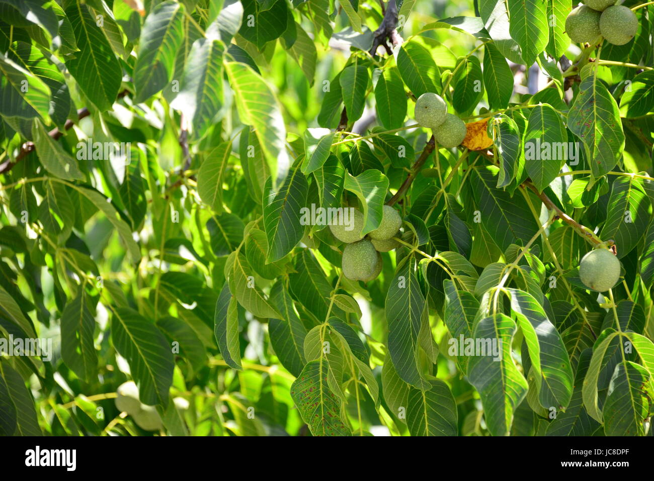 walnut tree spain Stock Photo Alamy