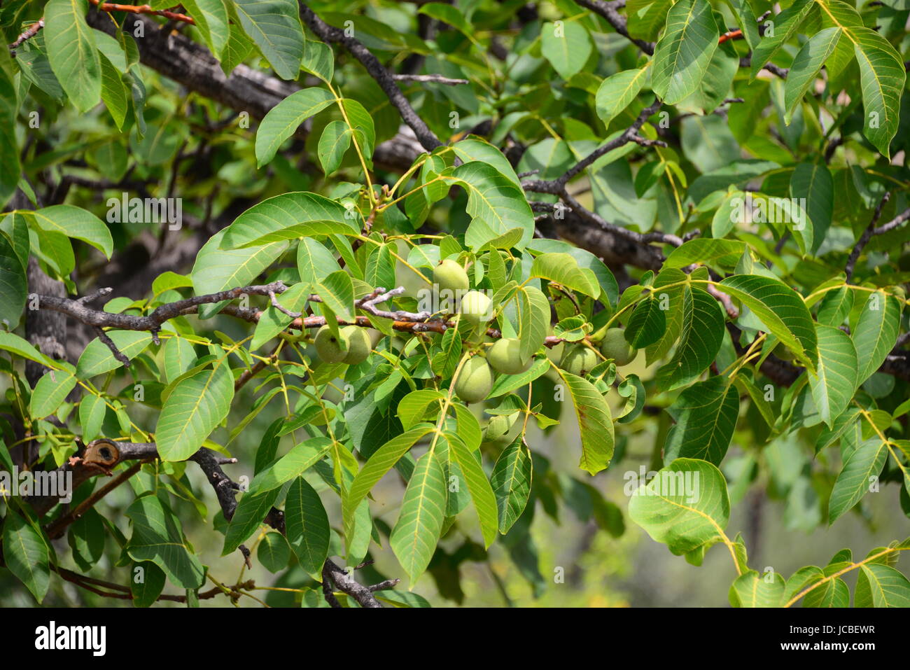 walnut tree spain Stock Photo Alamy