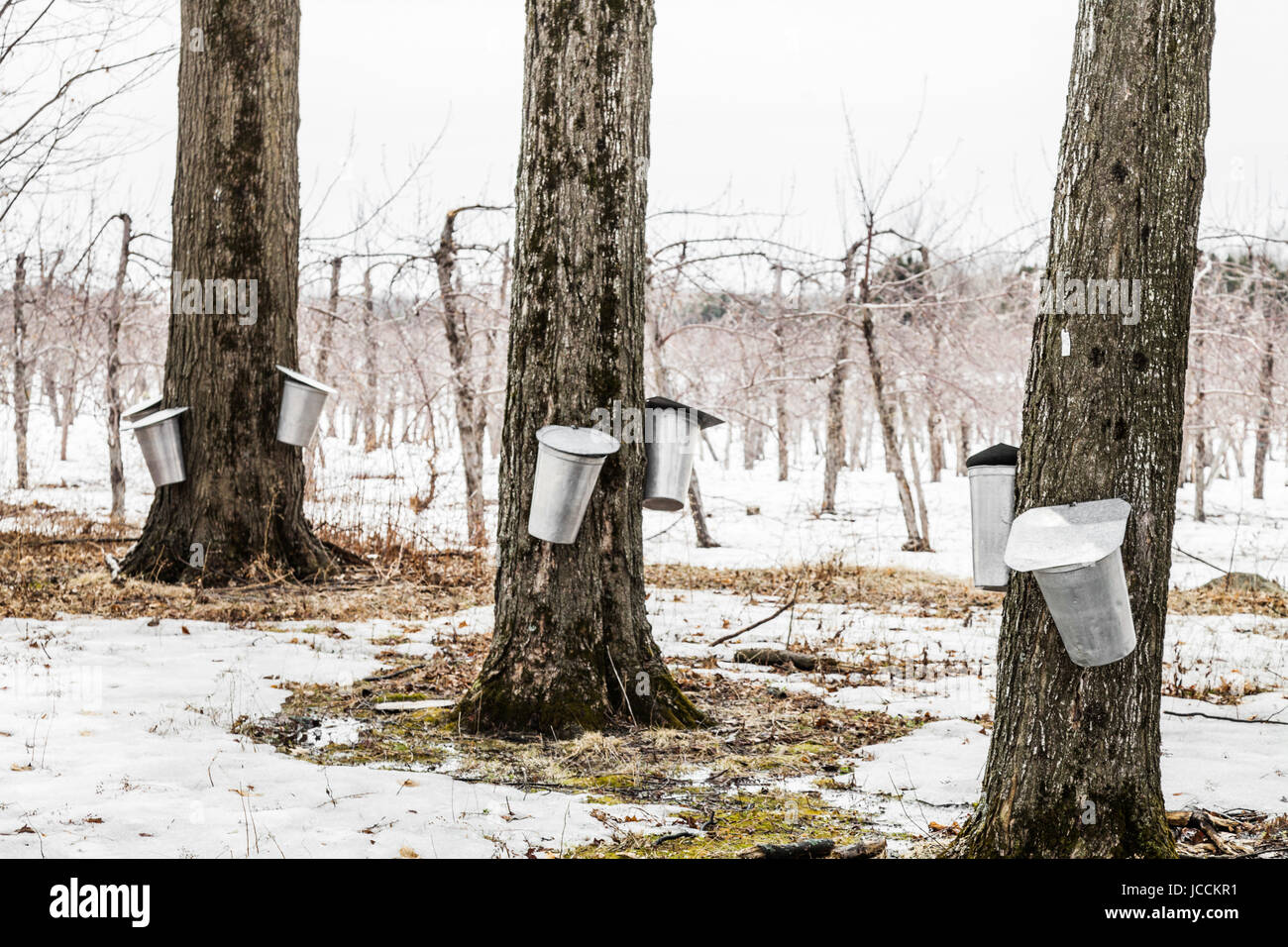 Forest of Maple Sap buckets on trees in spring Stock Photo Alamy