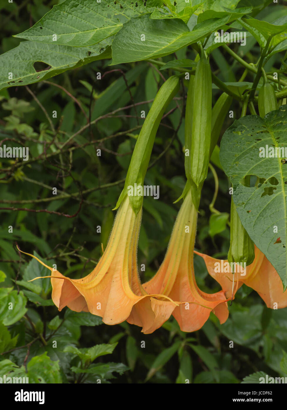Trumpet tree leaf hires stock photography and images Alamy