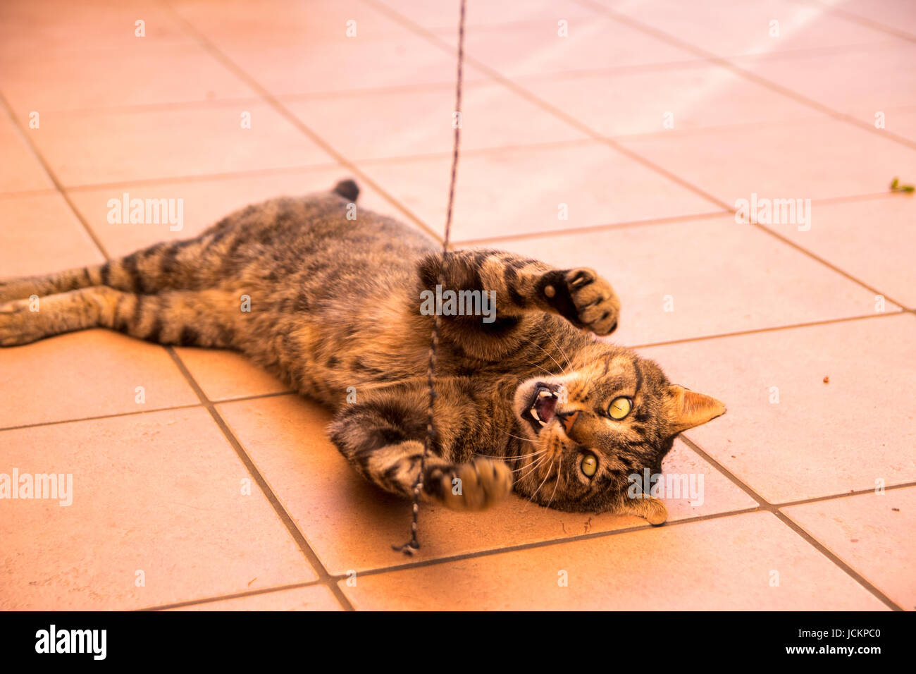 Cat vs string Stock Photo Alamy