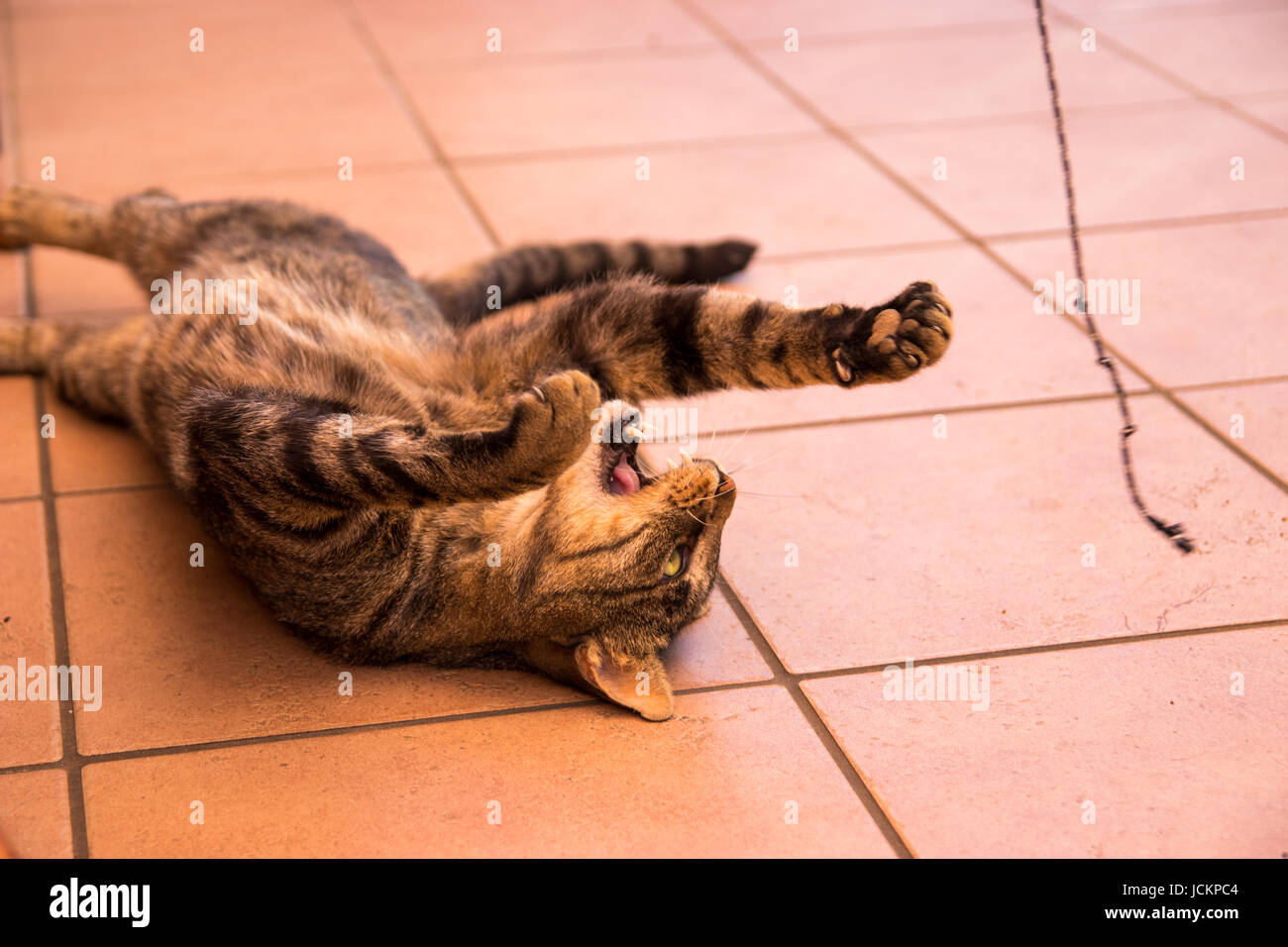 Cat vs string Stock Photo Alamy