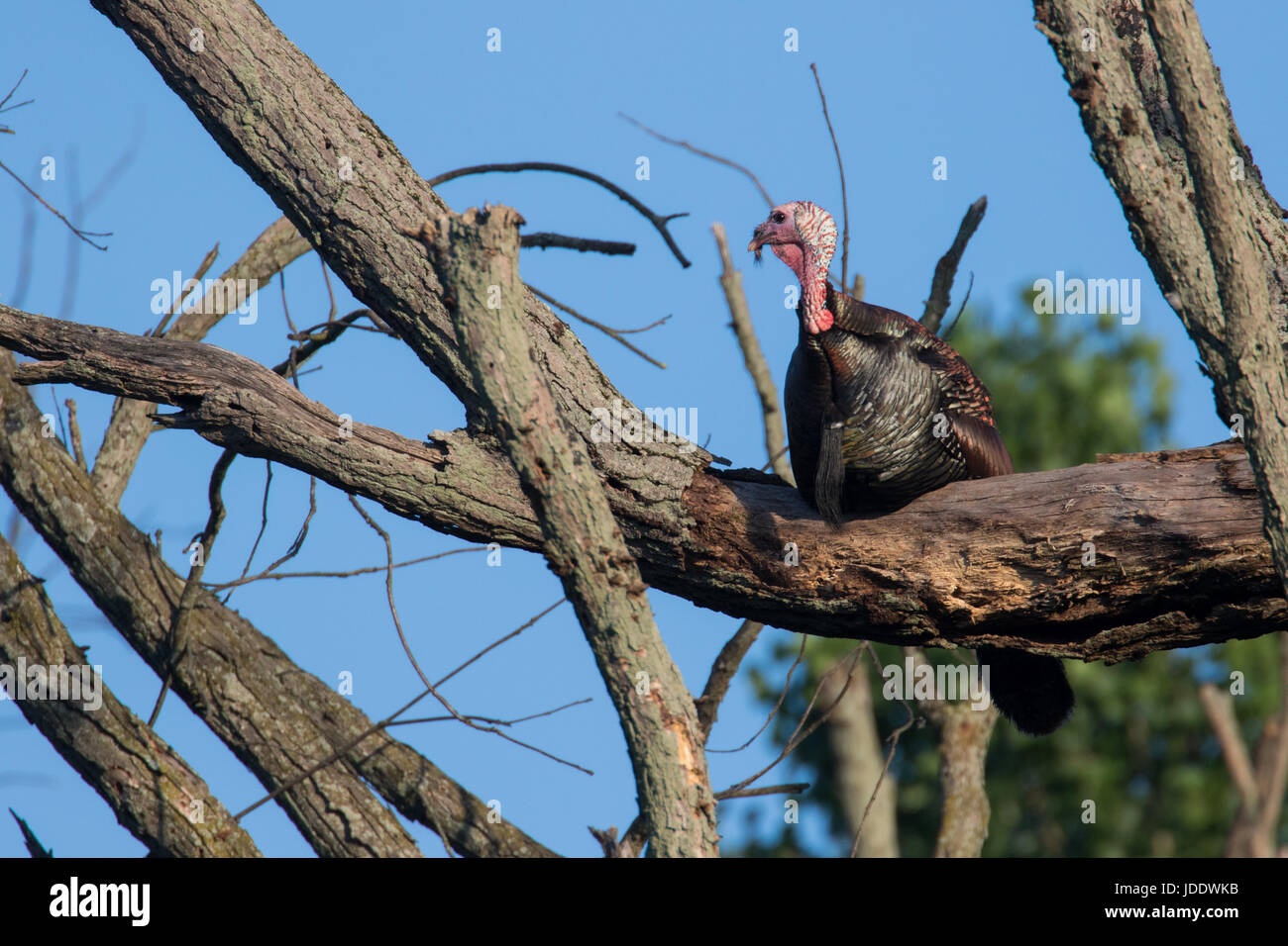 Wild Turkey roost Stock Photo Alamy