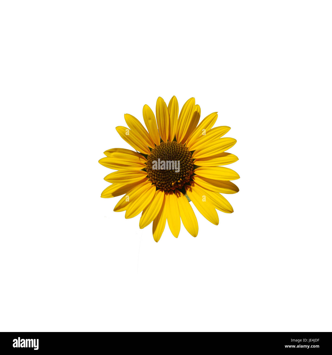 Sunflower leaf closeup Cut Out Stock Images & Pictures Alamy