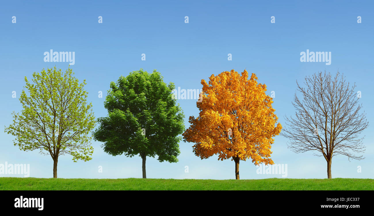 Four seasons tree hires stock photography and images Alamy