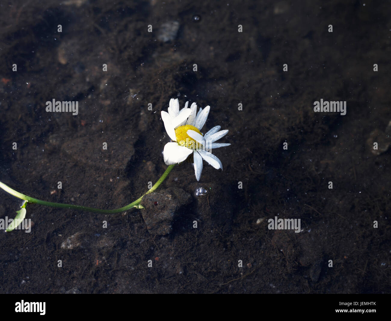 Daisy against soil Stock Photo Alamy