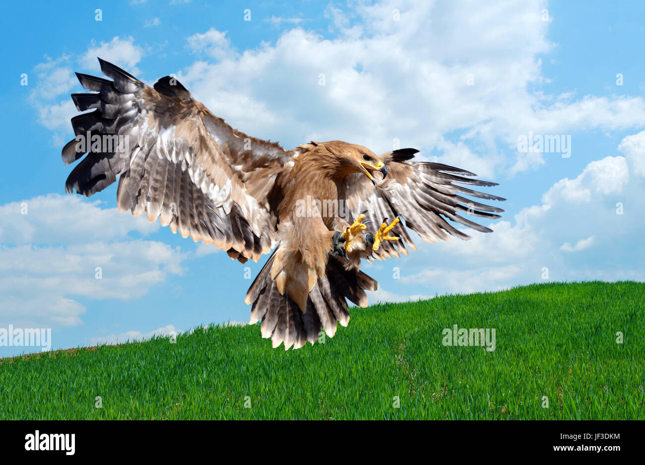 flying hawk attack Stock Photo Alamy