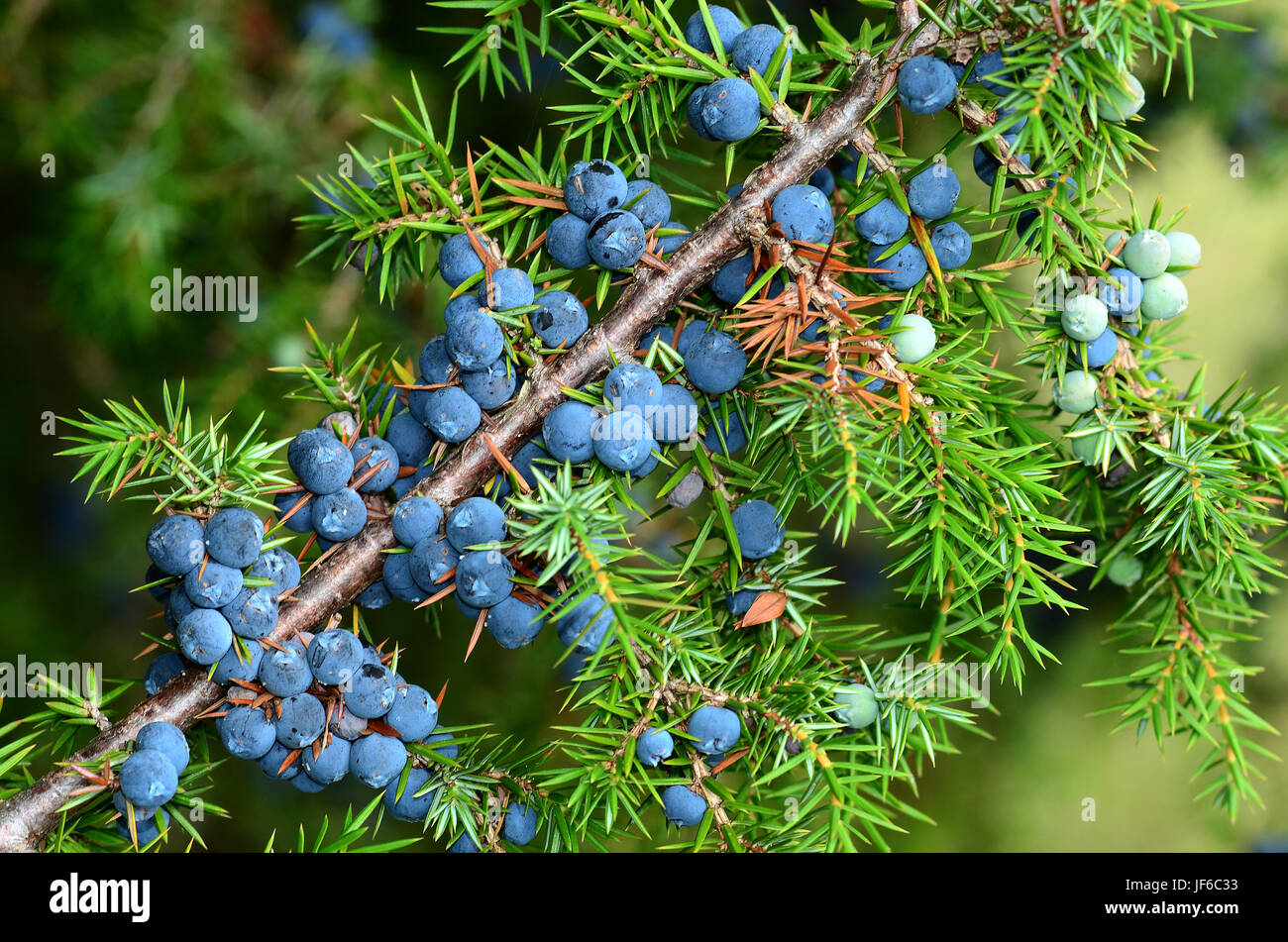 Juniperus communis beeren hires stock photography and images Alamy