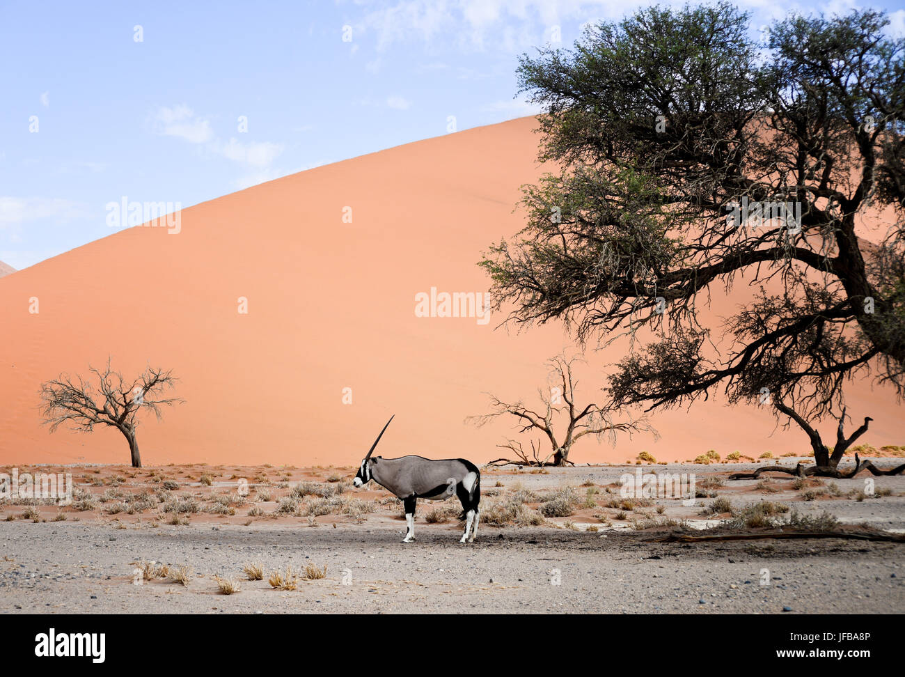 oryx in Namibia Stock Photo Alamy