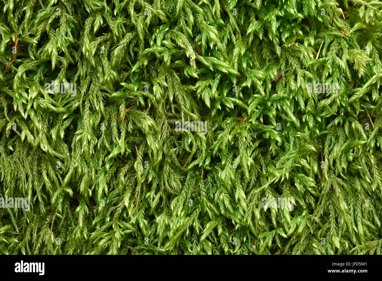 moss; hypnum moss Stock Photo Alamy