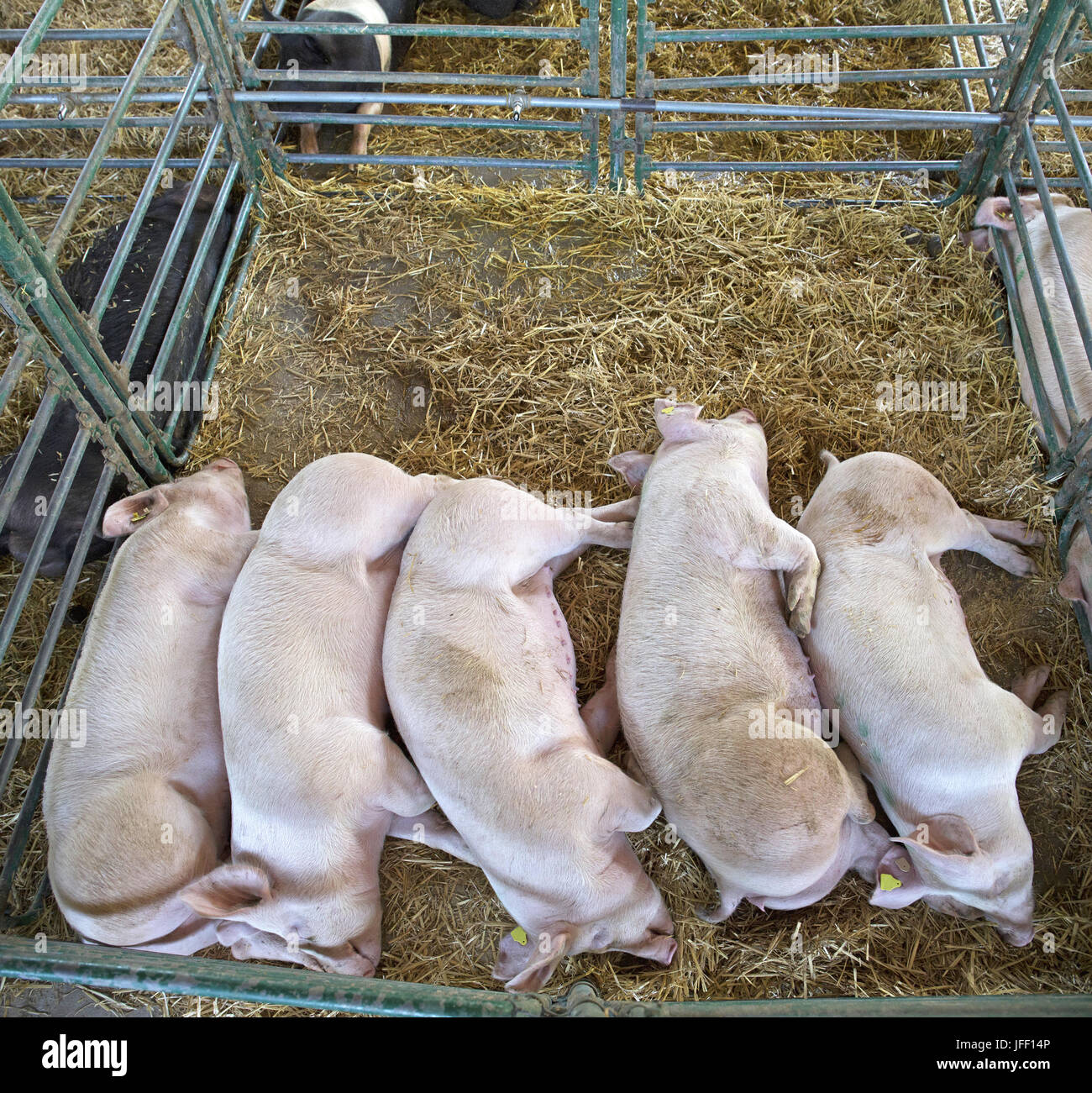 Pig cote hires stock photography and images Alamy