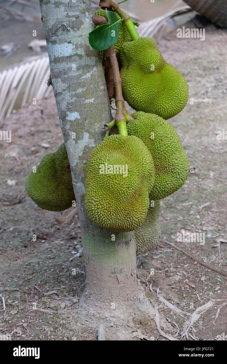 Jackfruit tree hires stock photography and images Alamy