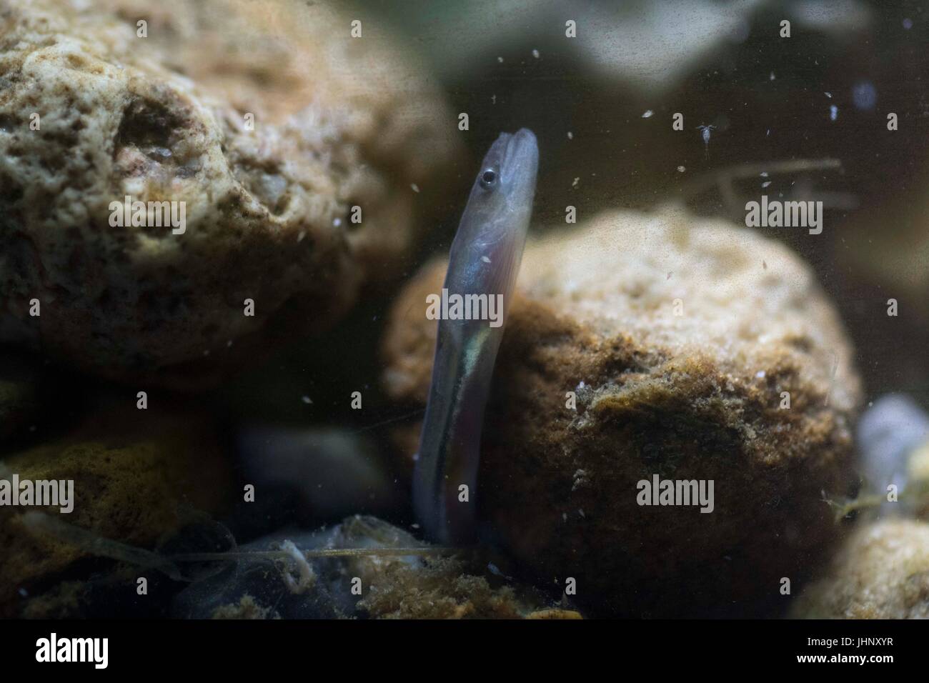 Elver eel hires stock photography and images Alamy