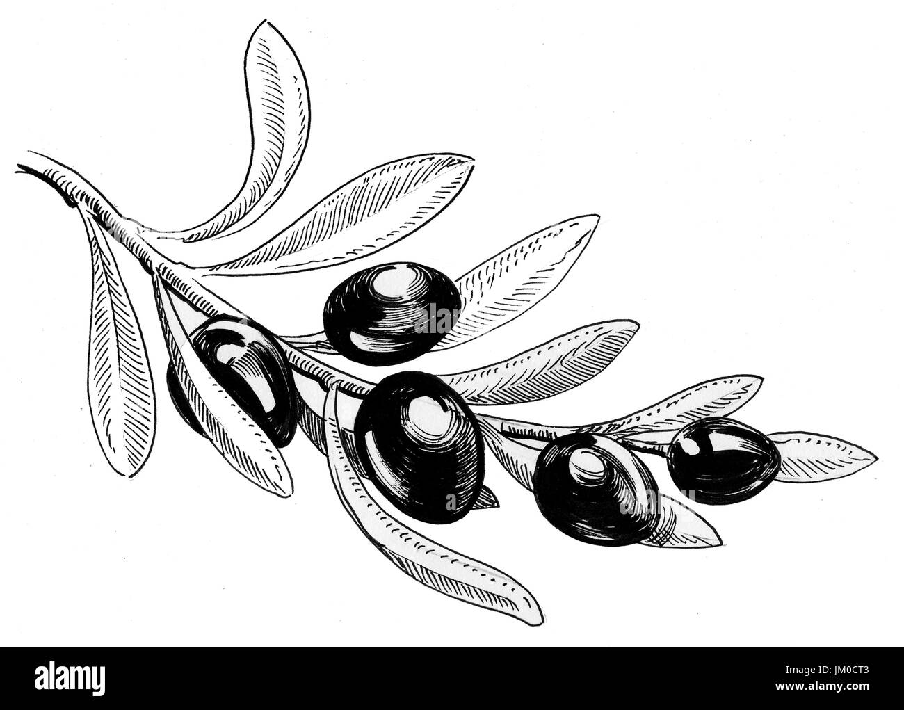 Olive branch Black and White Stock Photos & Images Alamy