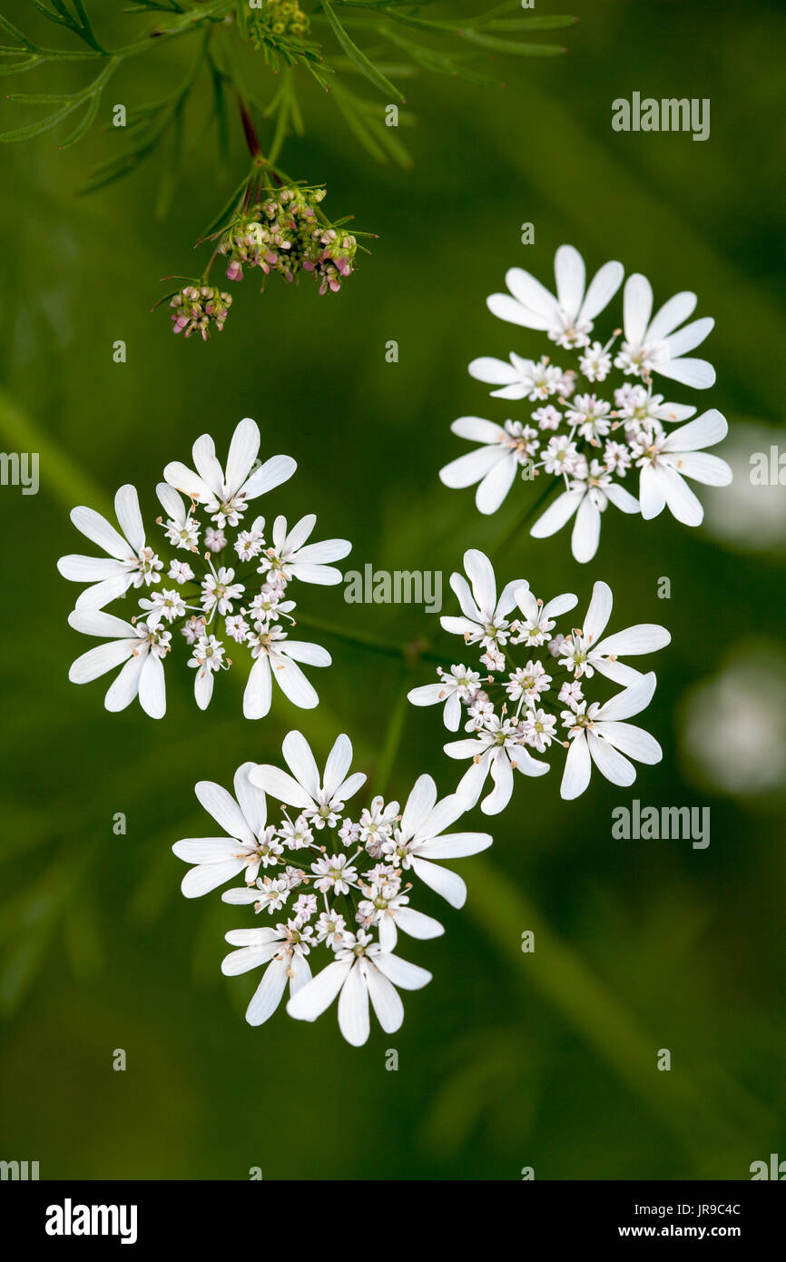 Flowering coriander hires stock photography and images Alamy