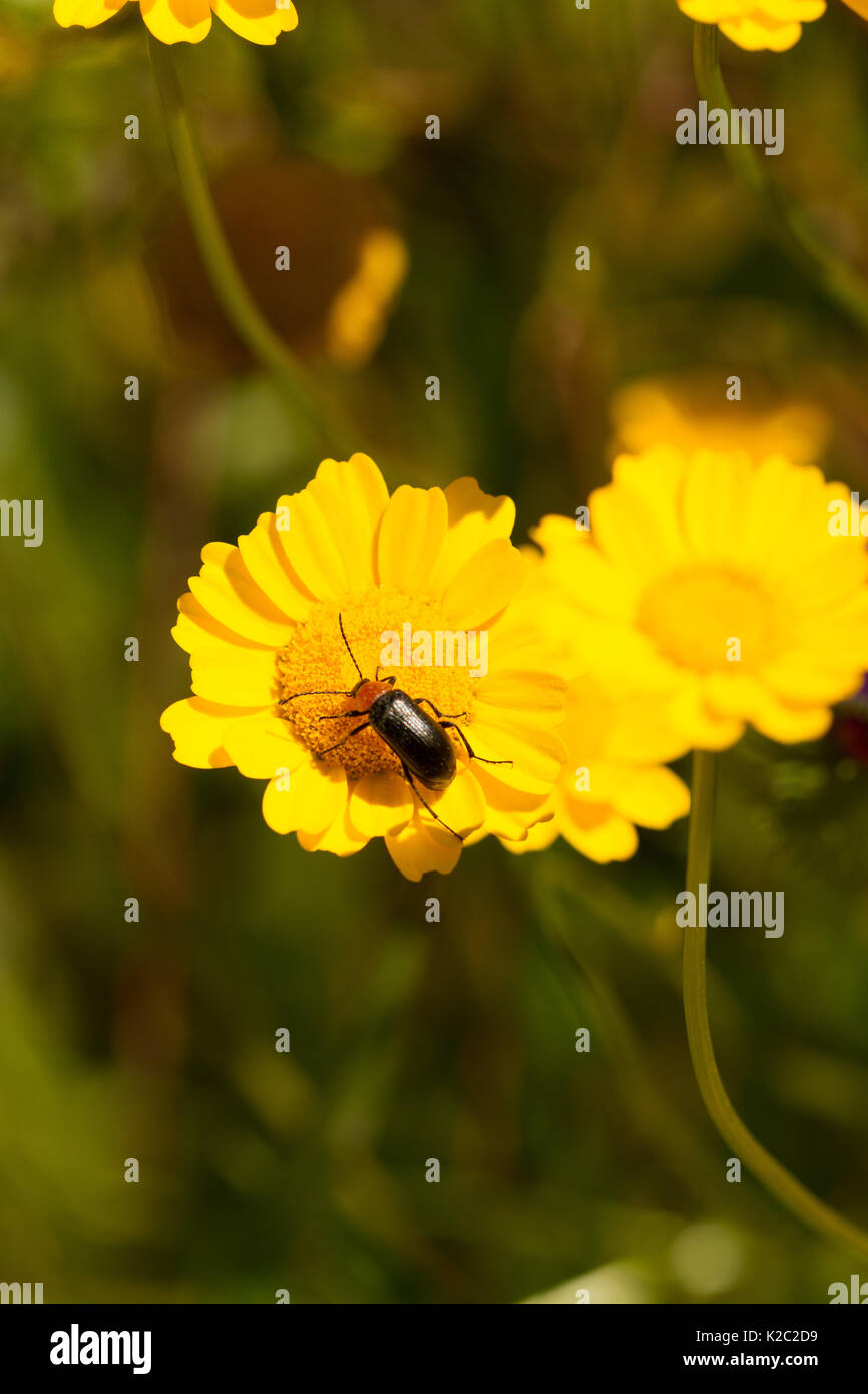 Corn Marigold Stock Photo Alamy