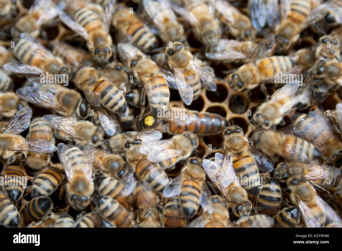 Old fashioned bees hires stock photography and images Alamy