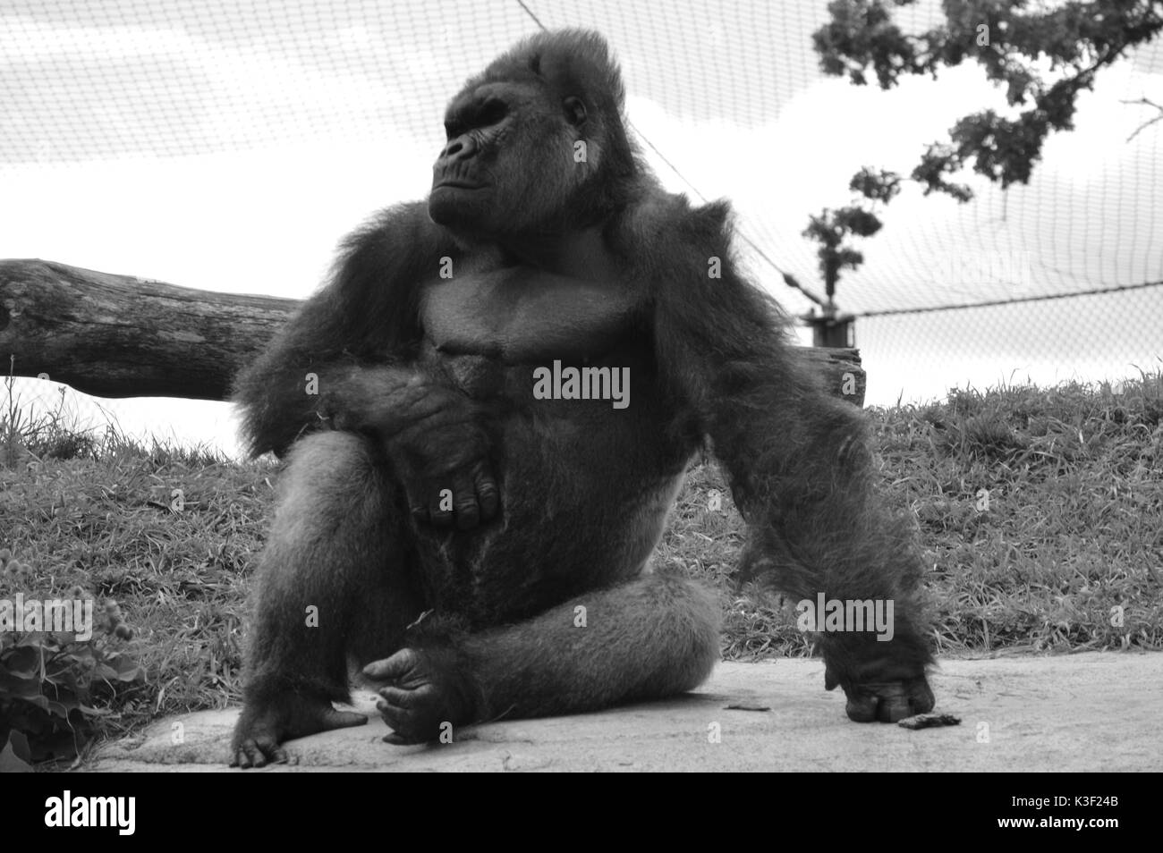 Gorilla head Black and White Stock Photos & Images Alamy