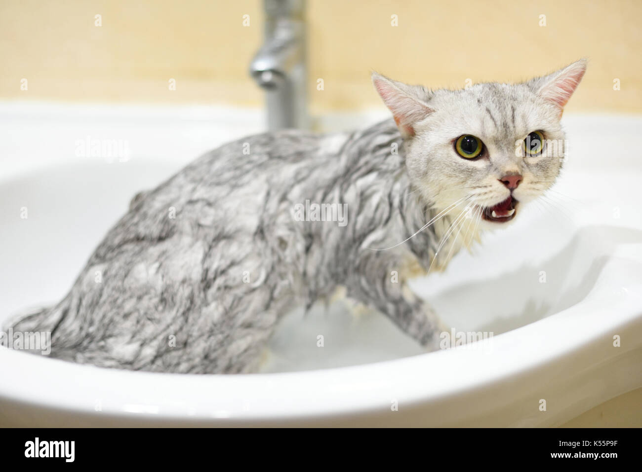Cat taking a bath Stock Photo Alamy