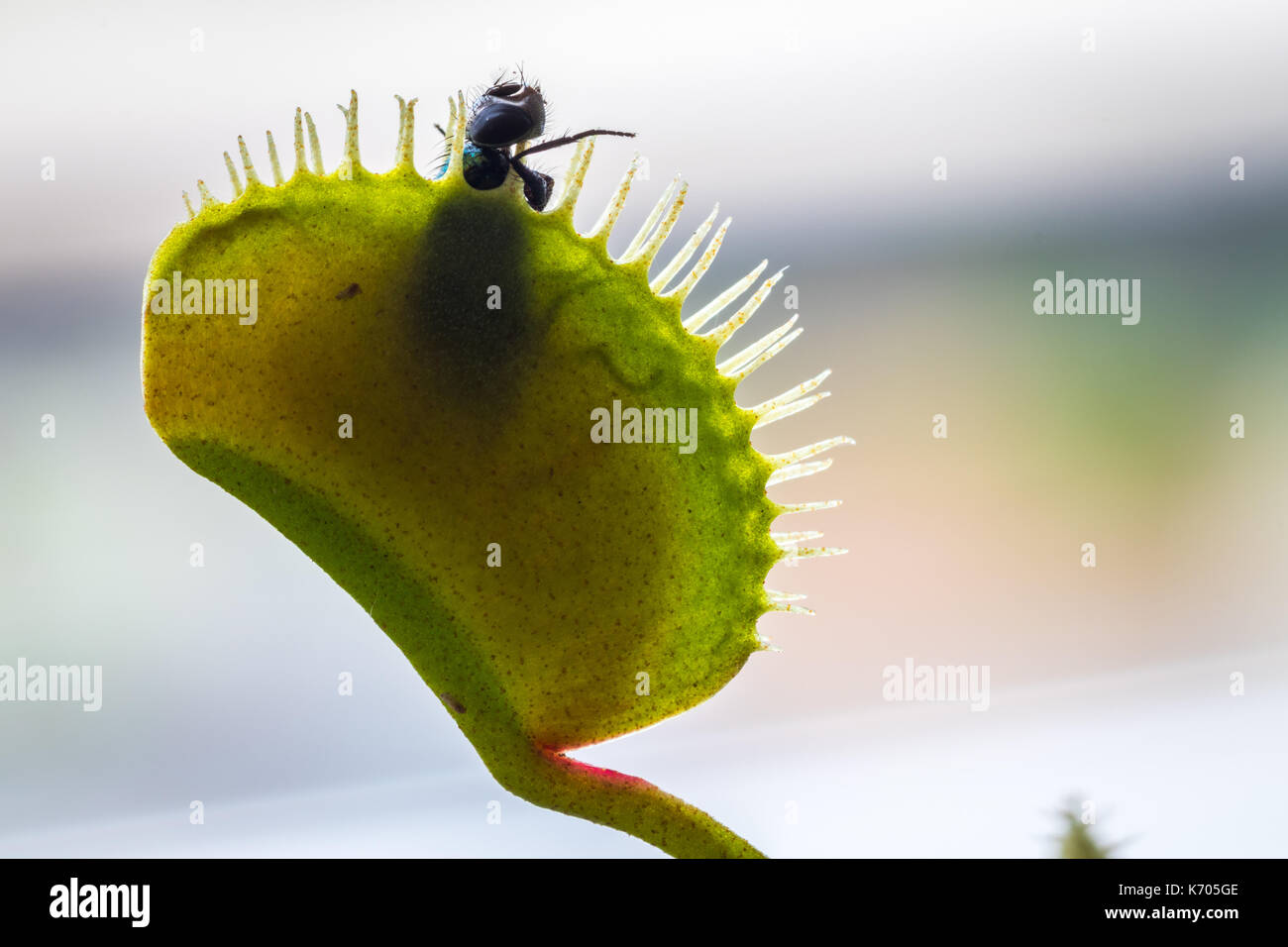 Venus flytrap flower hires stock photography and images Alamy