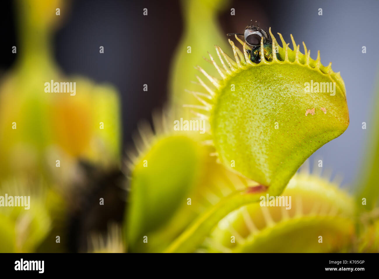 Venus flytrap flower hires stock photography and images Alamy