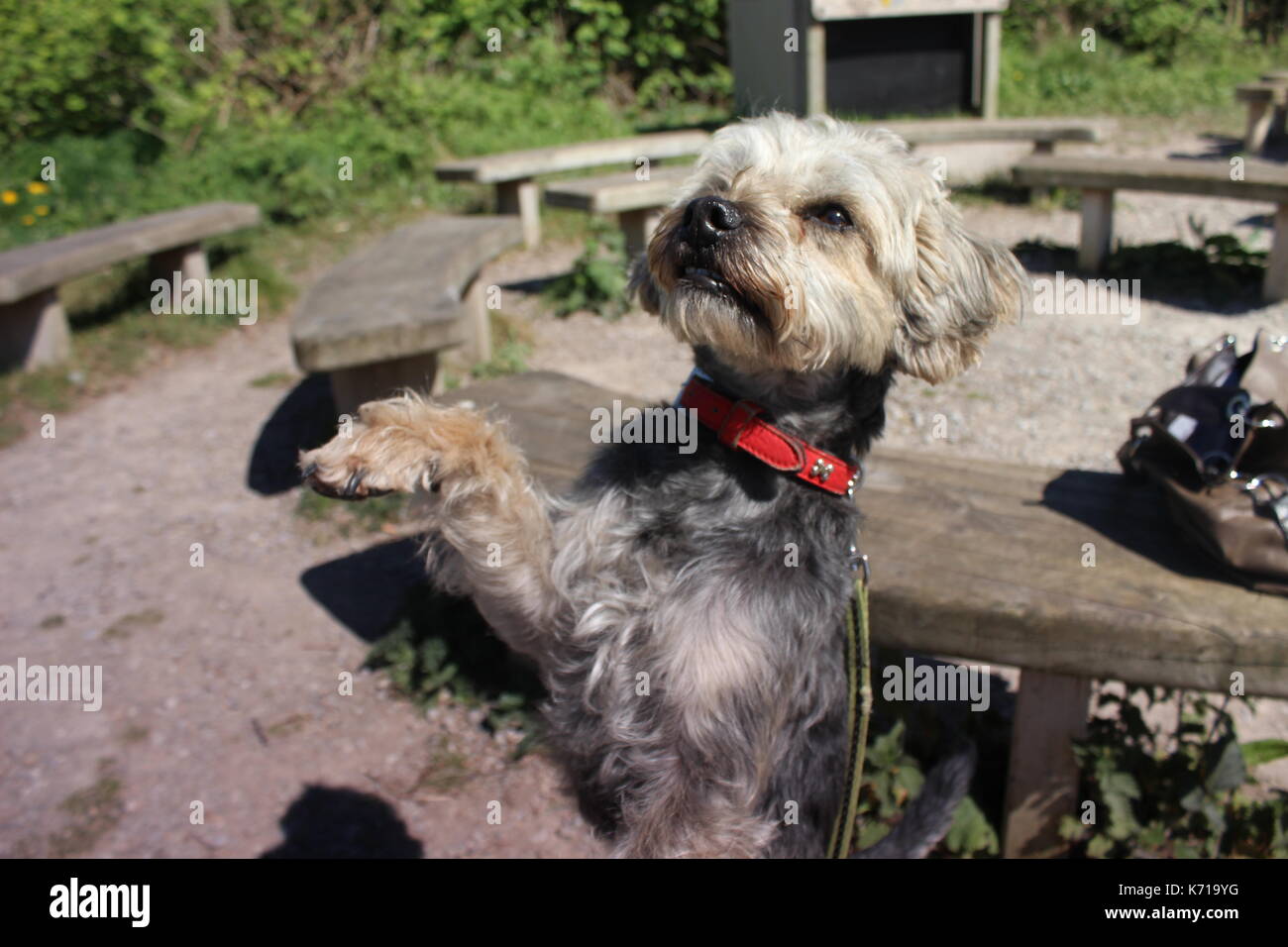 Border terrier dog doing tricks hires stock photography and images Alamy