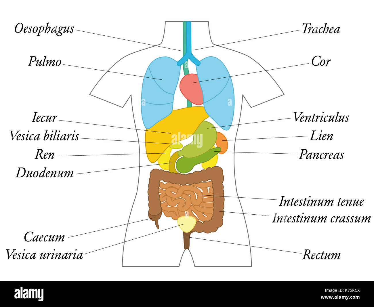 Large Intestine And Bladder Stock Photos & Large Intestine And Bladder