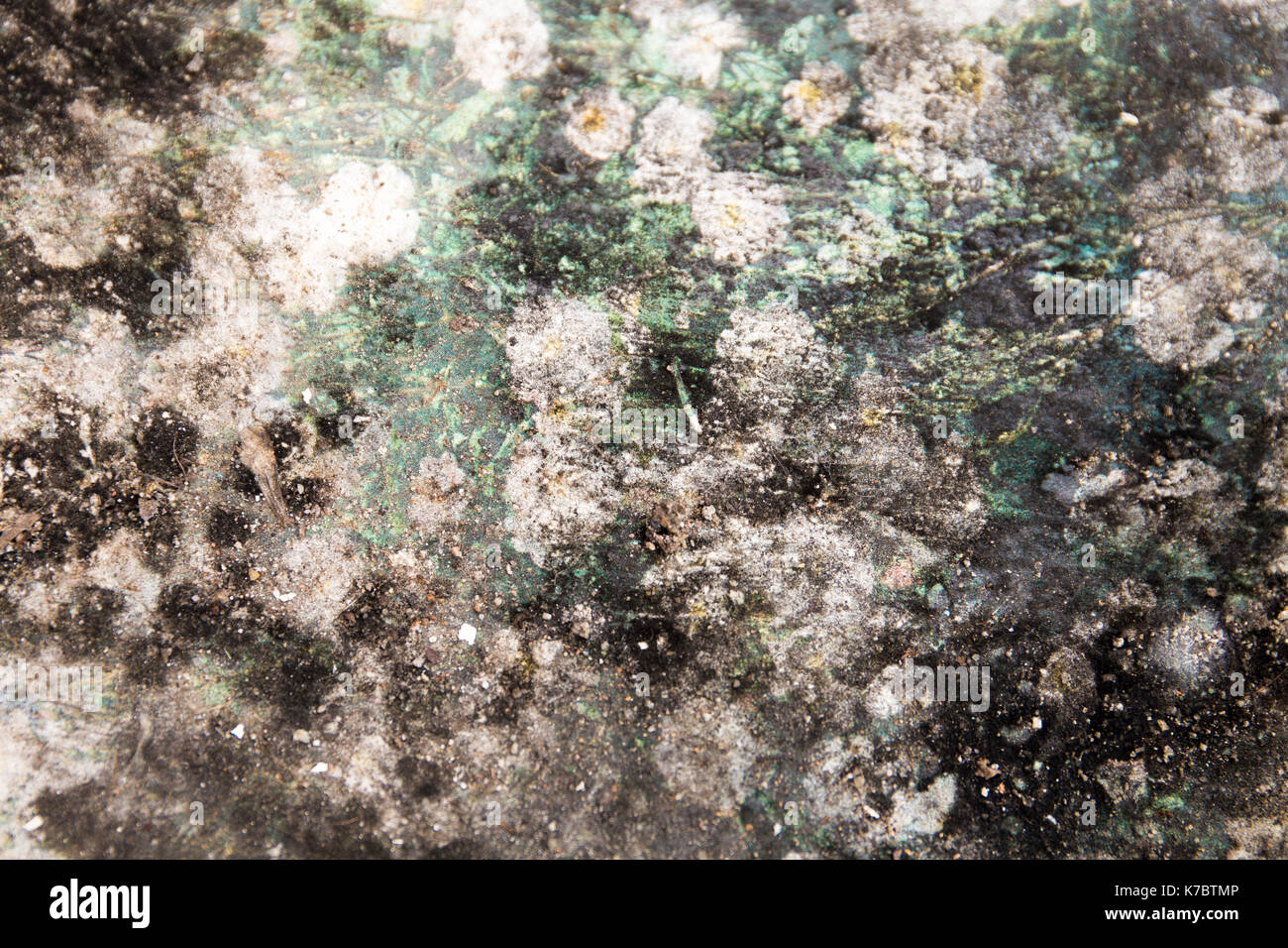 Mold texture closeup background Stock Photo Alamy