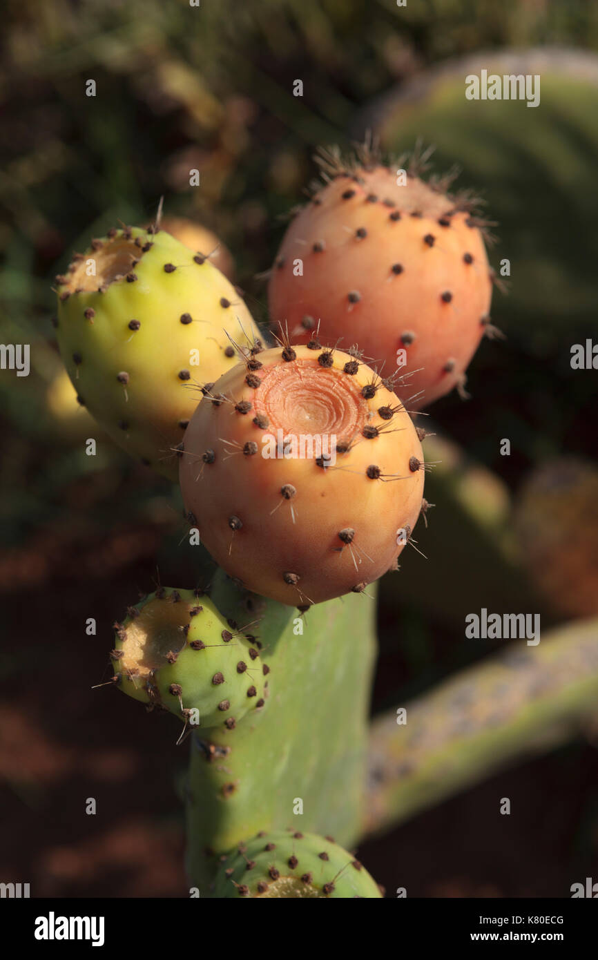 Indian fig cactus hires stock photography and images Alamy