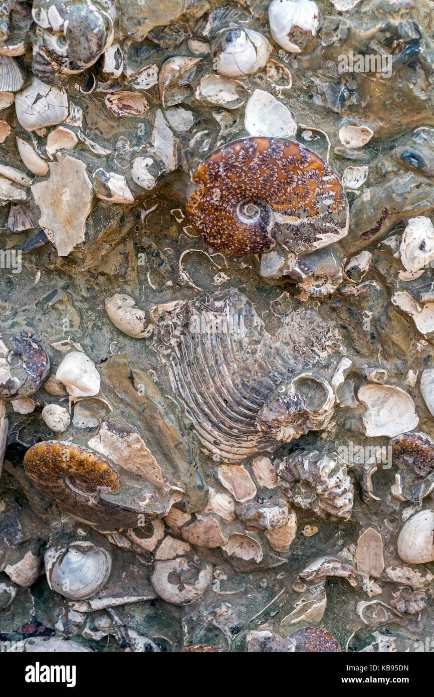 Fossilized shells hires stock photography and images Alamy