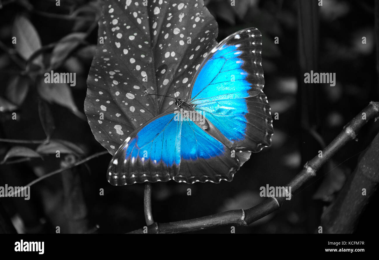 Black butterfly white blue spots hires stock photography and images