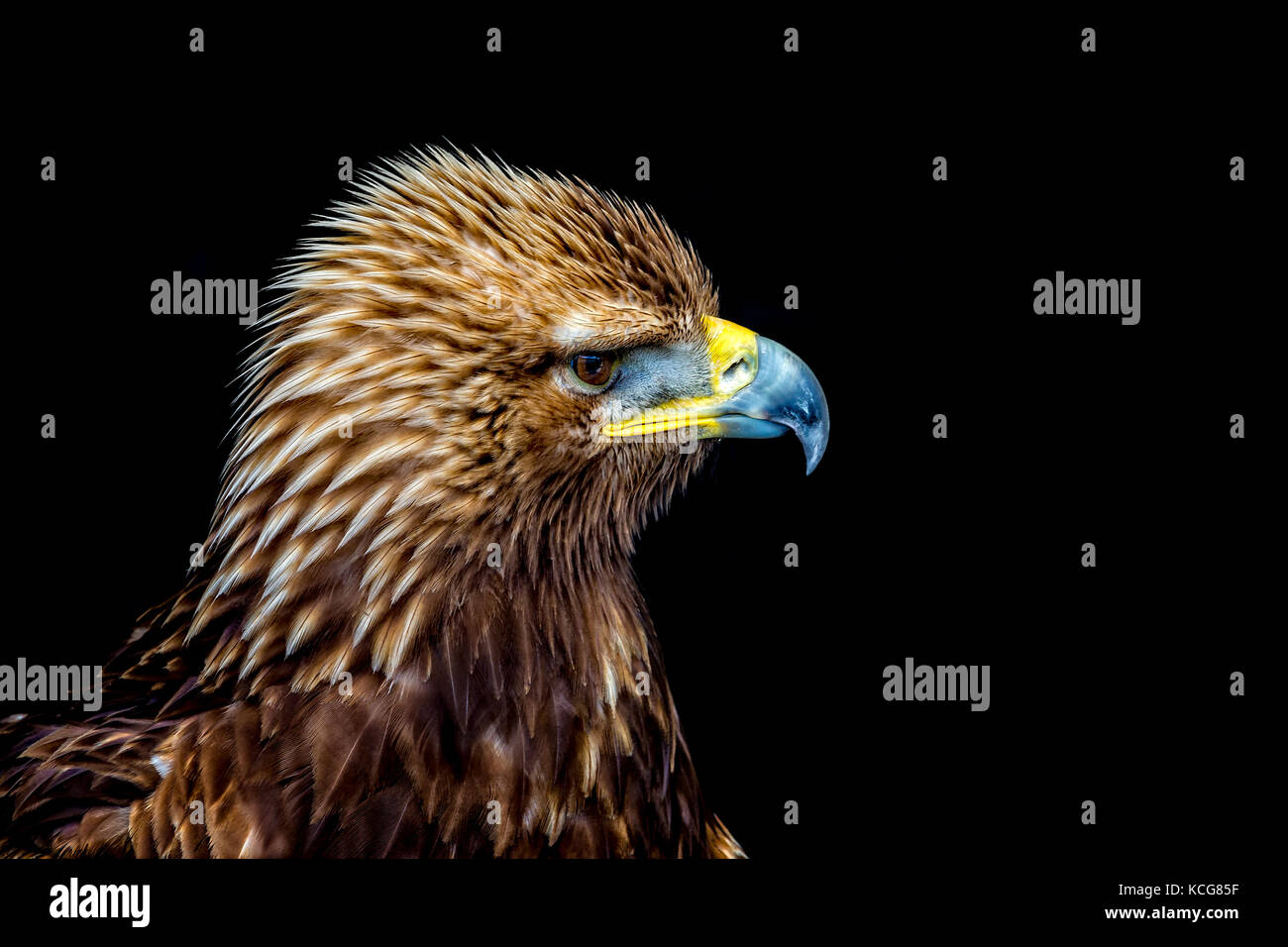 Young golden eagle hires stock photography and images Alamy