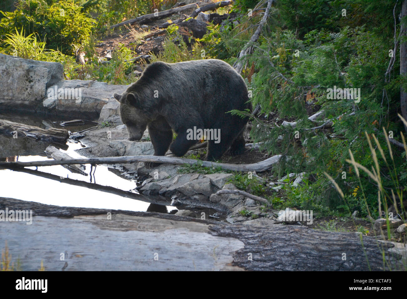 Goose Mountain, Canada Stock Photo Alamy