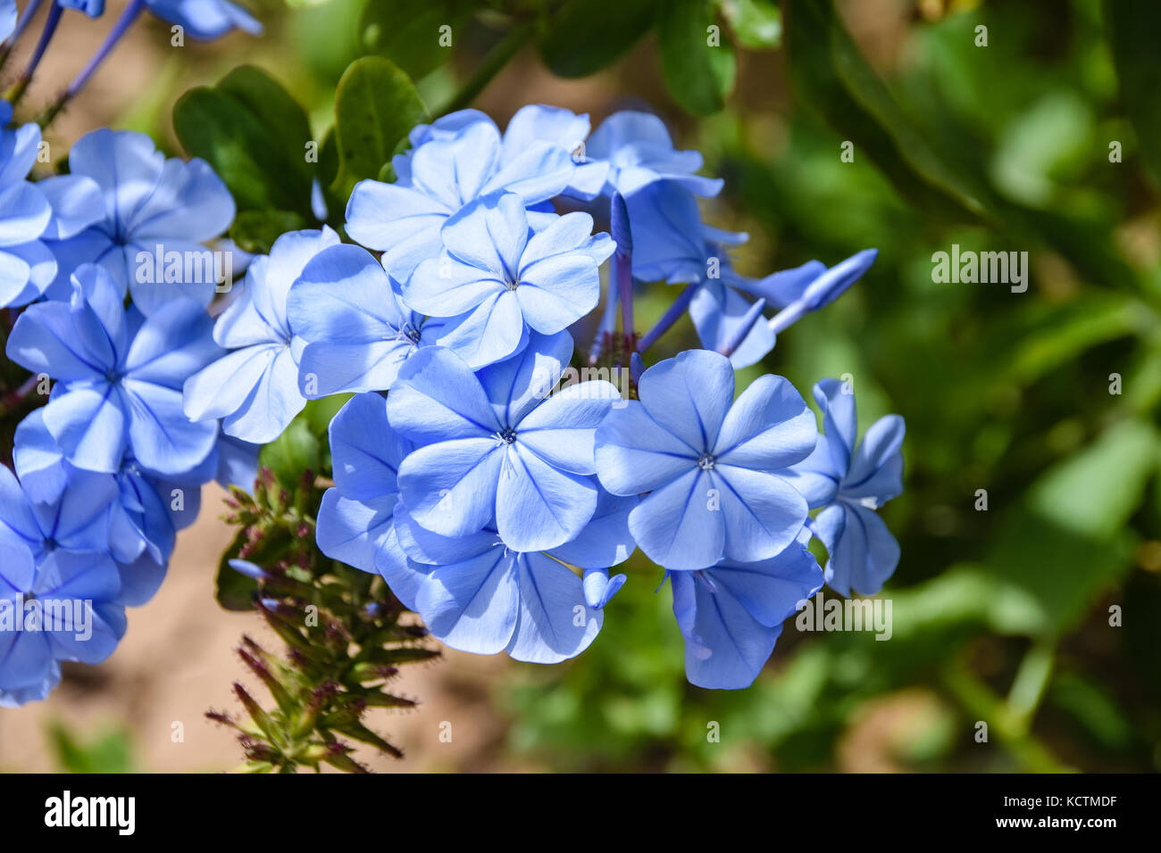 Blooming blue flower Stock Photo Alamy