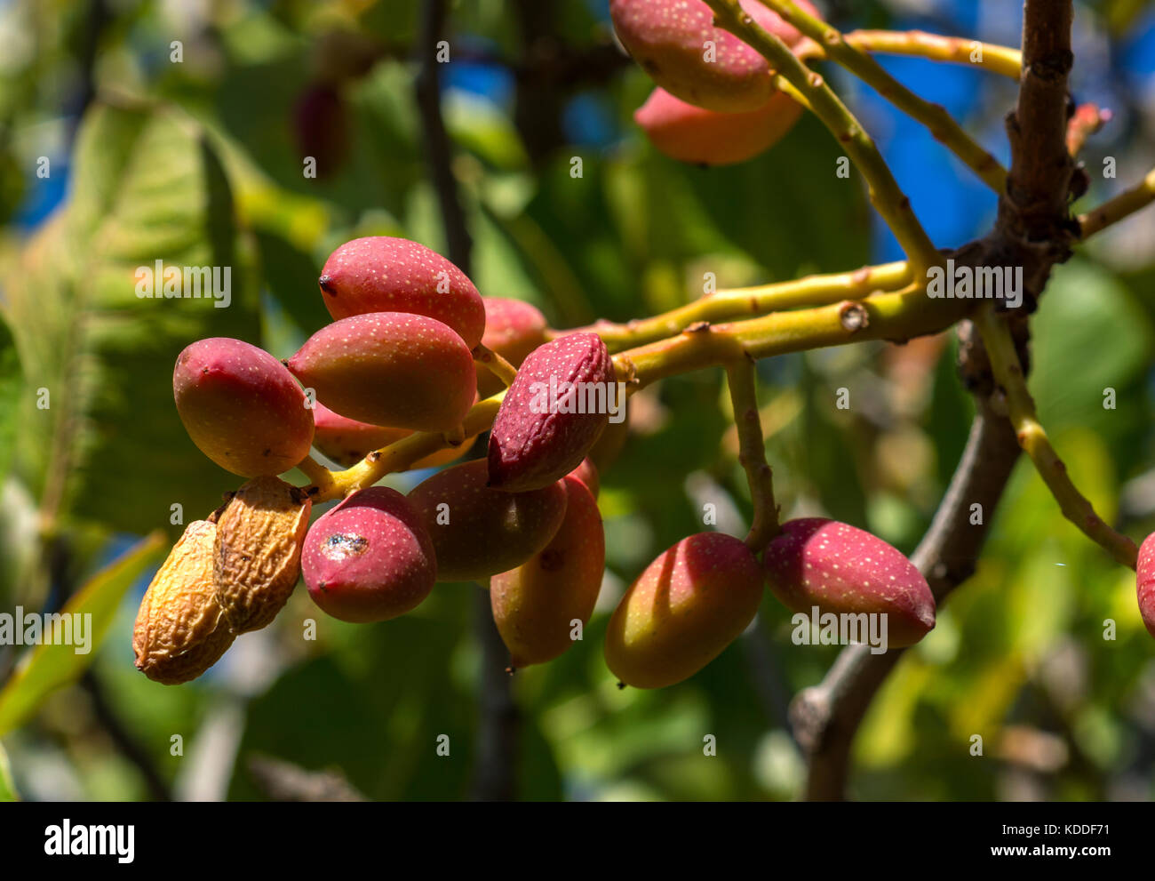 pistachio tree Stock Photo 163181173 Alamy