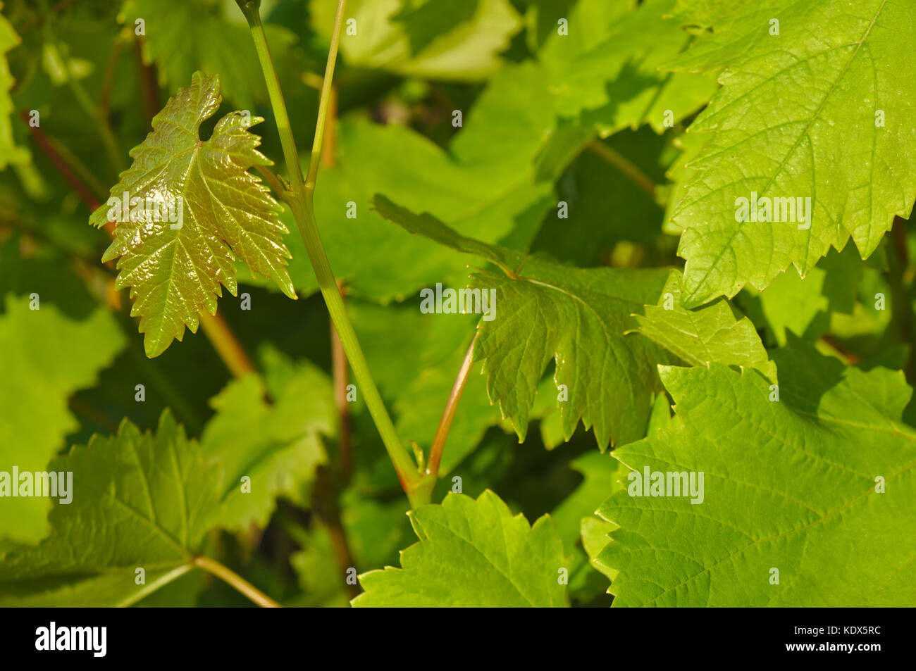 Dark leaves and vines hires stock photography and images Alamy