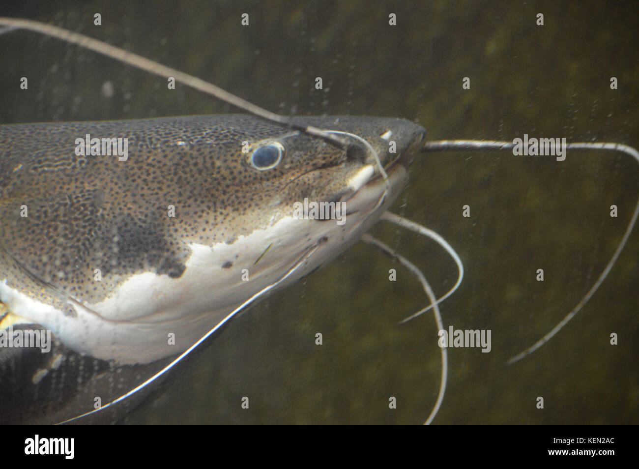 Barbell catfish hires stock photography and images Alamy