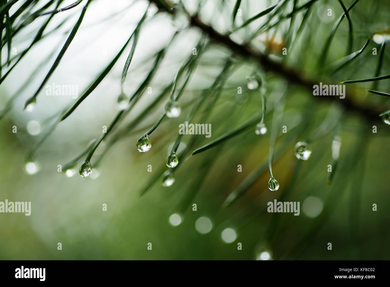 Wet pine tree Stock Photo Alamy