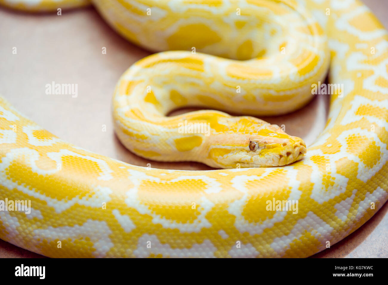 Gold Python,Reticulated python, Python reticulatus Albino snake with