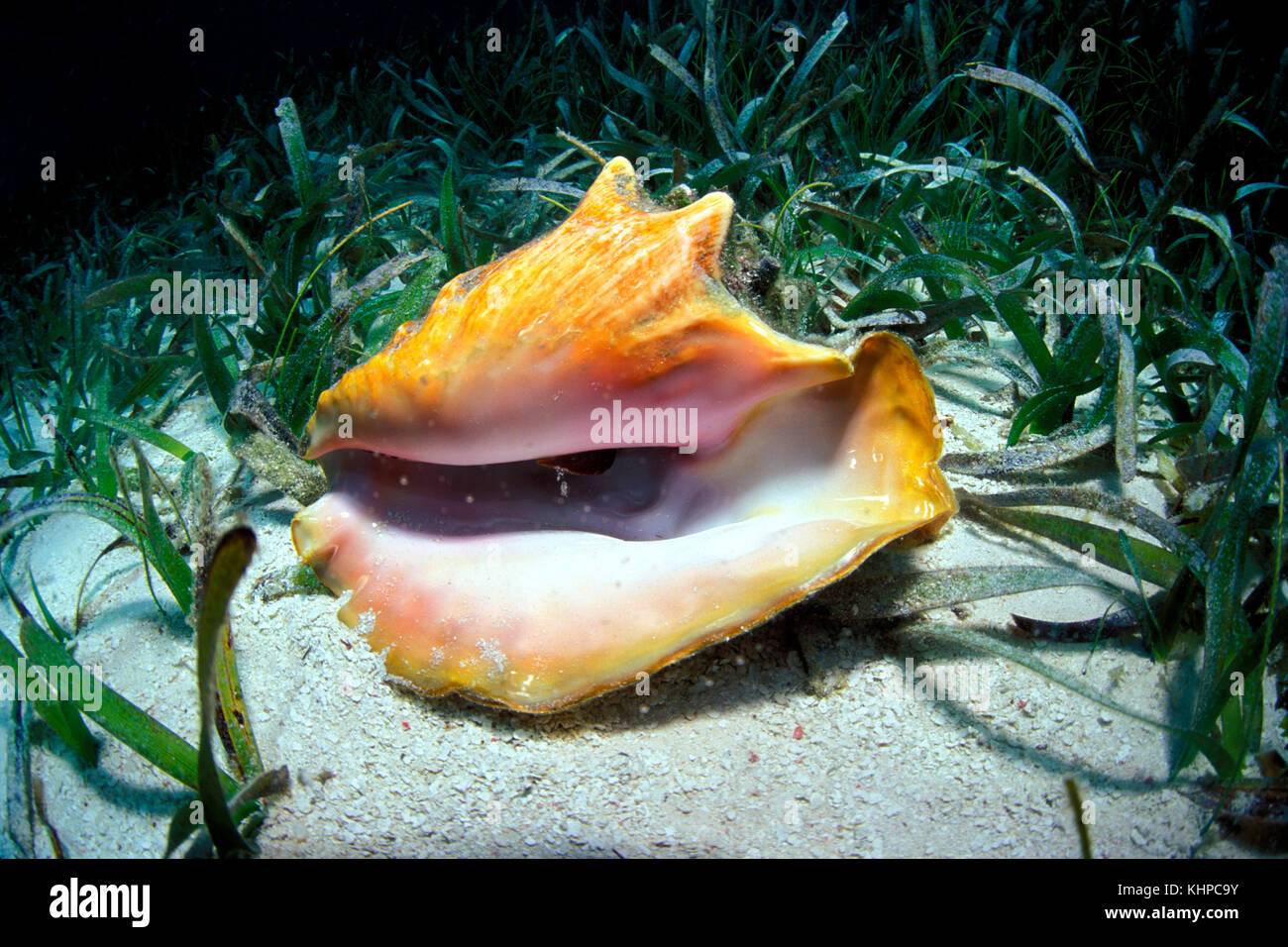 Queen Conch Shell High Resolution Stock Photography and Images Alamy