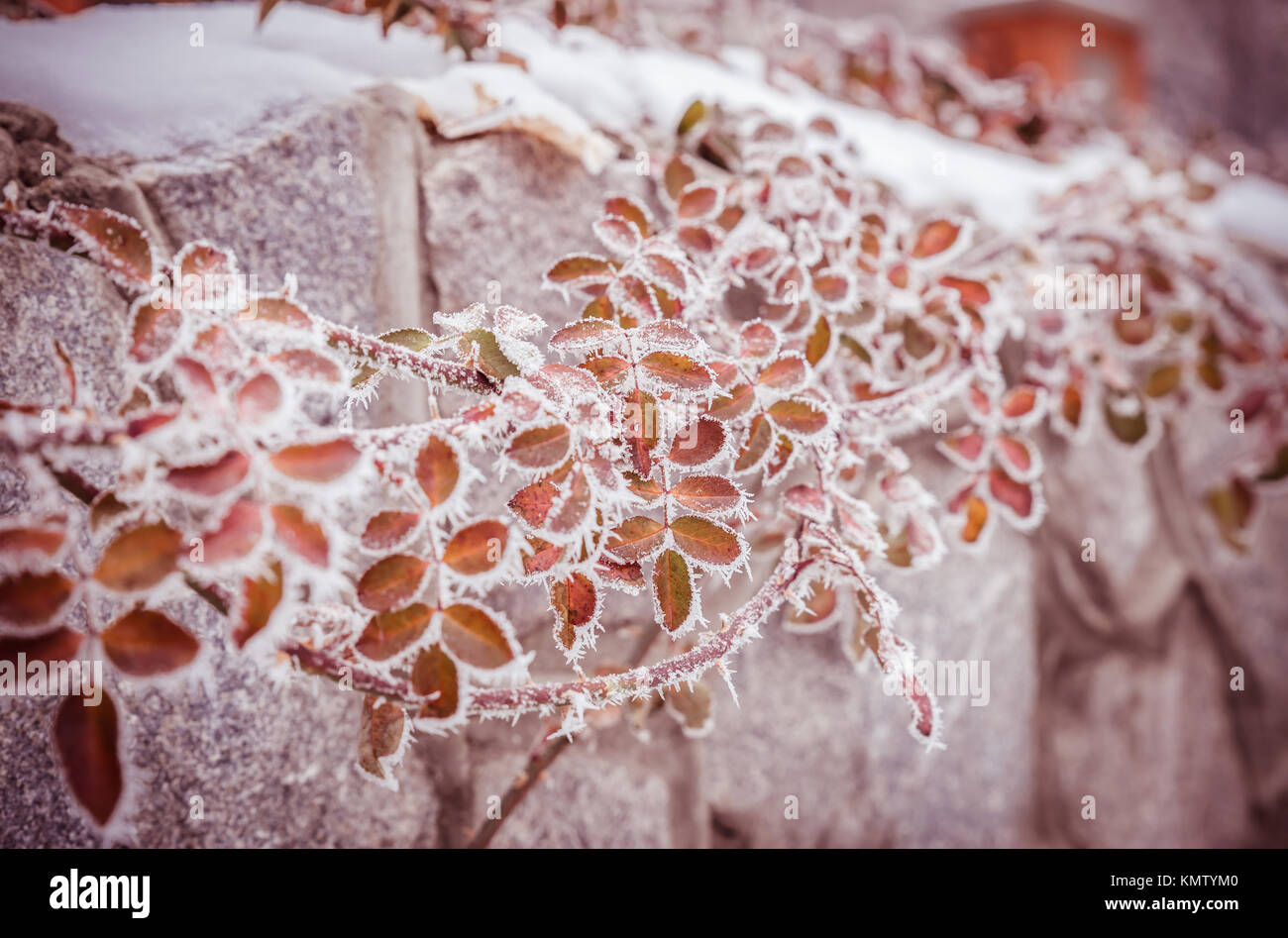 Frosted plants Stock Photo Alamy