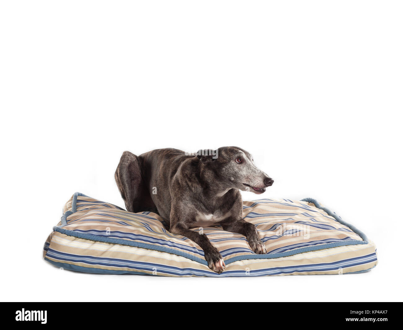 Greyhound on bed hires stock photography and images Alamy