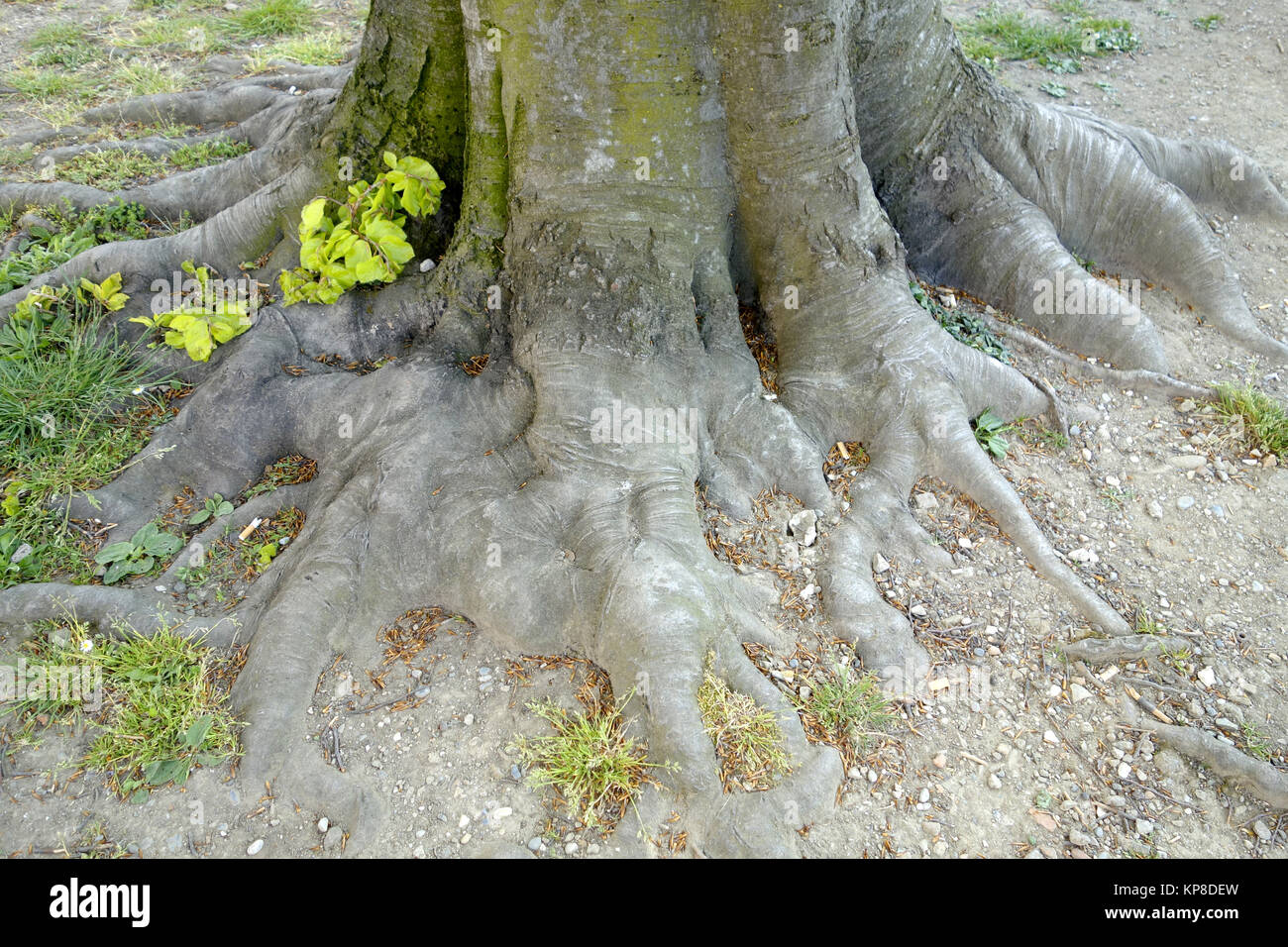 Deciduous tree roots Stock Photo Alamy