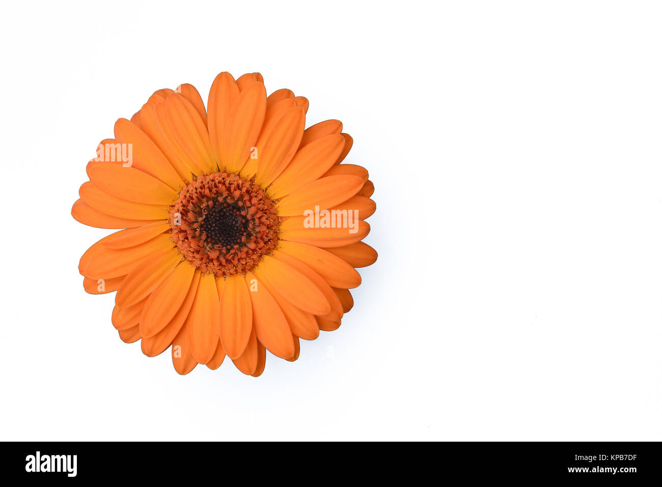 Orange gerbera daisy Stock Photo Alamy