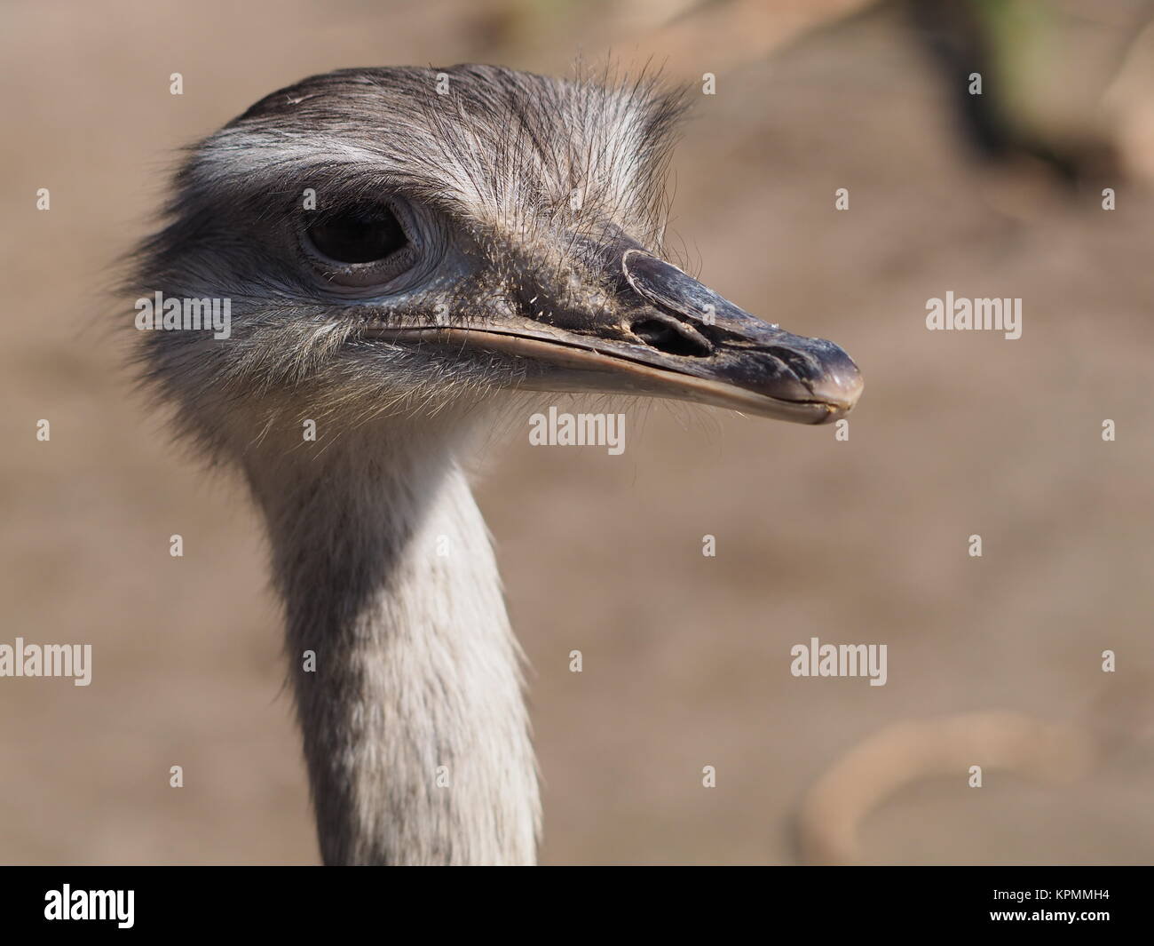 Rhea birds hi-res stock photography and images - Alamy